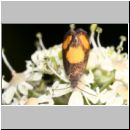 Pammene aurana - Baerenklauwickler 03.jpg